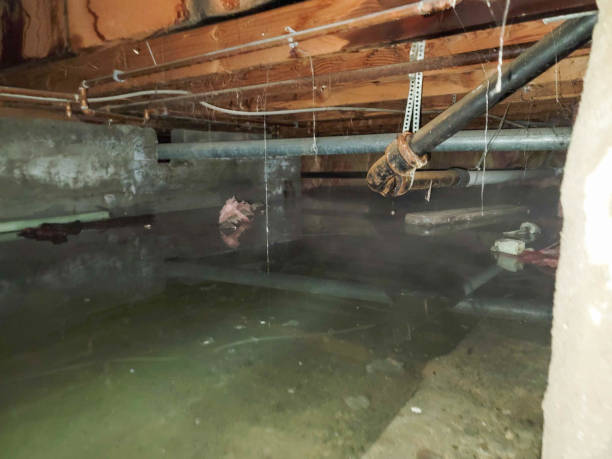 Best Flood restoration services  in Burbank, IL